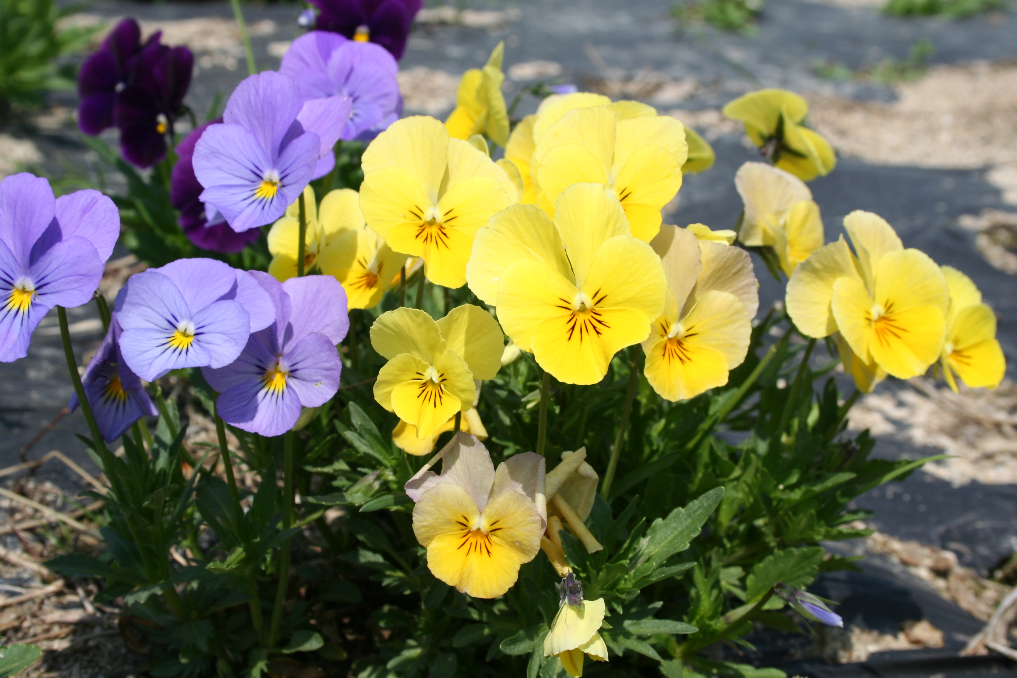 Viola cornuta